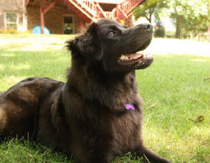 dogmo.jpg